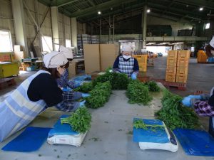 春菊選別、包装作業