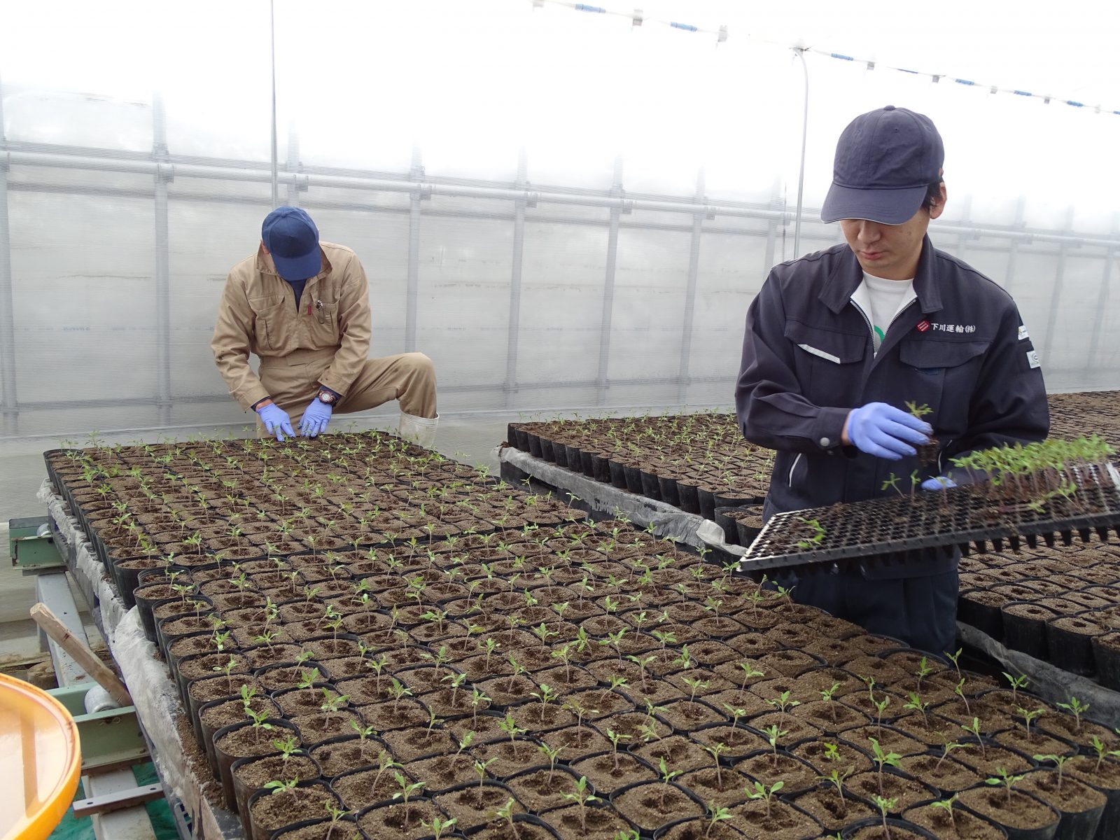 フルーツトマトの共同育苗開始（下川地区） 北はるか農業協同組合